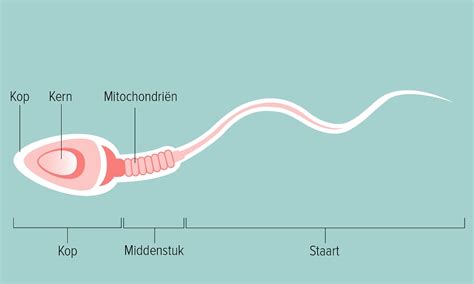 Sperma: alles wat je wilt weten over de mannelijke zaadcel